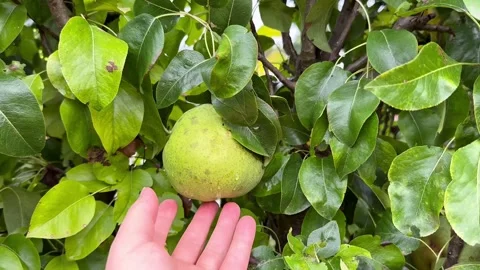 Hand Gently Examining a Green Pear Growing on a Tree Video stock 345718923