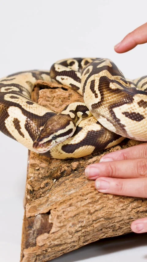 Hand Gently Handling Ball Python on Wooden Perch Stock Footage 324350618