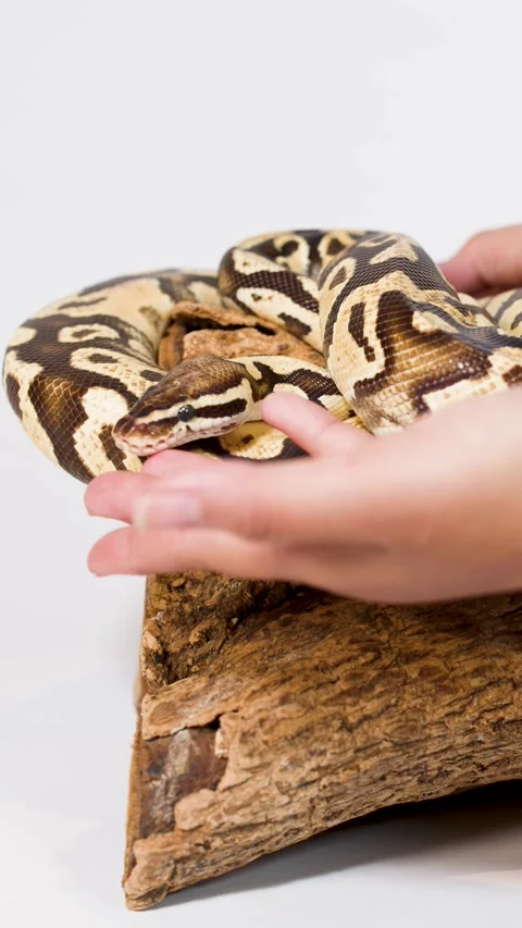 Hand Gently Handling Ball Python on Wooden Perch Stock Footage 324351750
