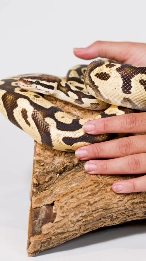 Hand Gently Handling Ball Python on Wooden Perch Video stock 325178245