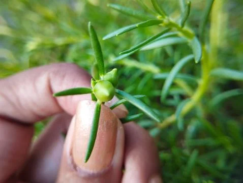 Hand Gently Holding a Developing Plant Bud Stock Photos