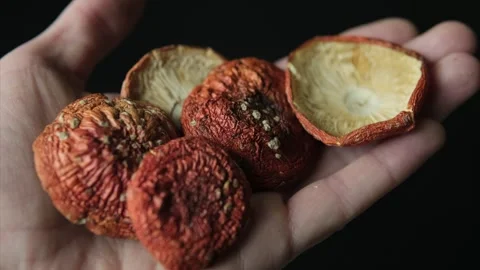 Hand gently holding dried red fly agaric mushrooms with textured caps Video stock 307786391