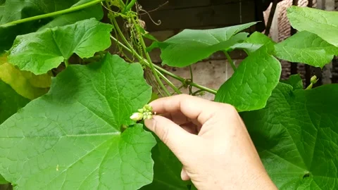 Hand Gently Holding a Small Loofah Flower Bud on a Lush Green Vine Video stock 337951715