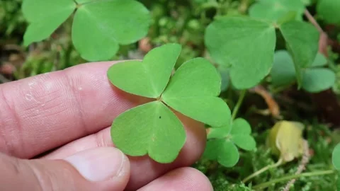 Hand gently holding a three leaf clover in the forest Stockbeeldmateriaal 315358309