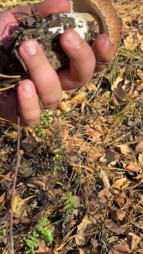 Hand gently holds a large, brown-capped mushroom 動画素材 347964564