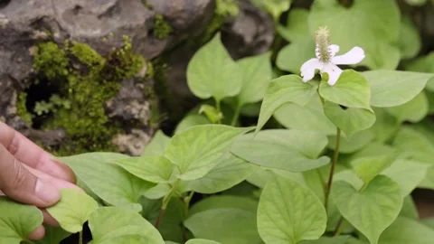 Hand gently inspecting the heart-shaped leaves and white flower of Houttuyn.. Stock Footage 345632895