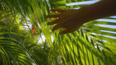 A hand gently moving aside lush green palm fronds with sunlight Stock Footage 285842106