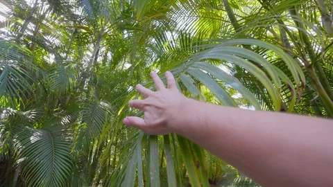 A hand gently moving aside lush green palm fronds with sunlight Stock Footage 285842187