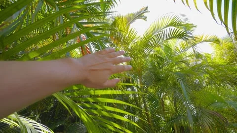 A hand gently moving aside lush green palm fronds with sunlight Stock Footage 285849360