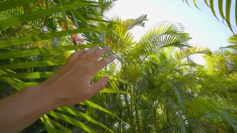 A hand gently moving aside lush green palm fronds with sunlight Stock Footage 285849375