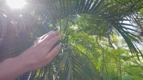 A hand gently moving aside lush green palm fronds with sunlight Stock Footage 285849382