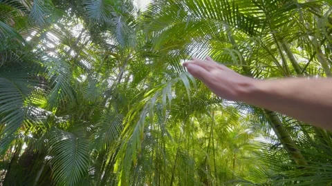 A hand gently moving aside lush green palm fronds with sunlight Stock Footage 285849420
