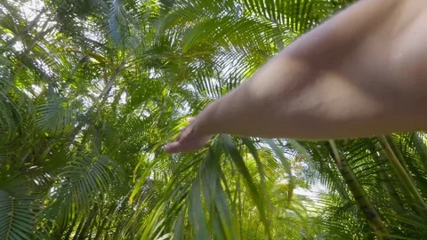 A hand gently moving aside lush green palm fronds with sunlight Stock Footage 285849424