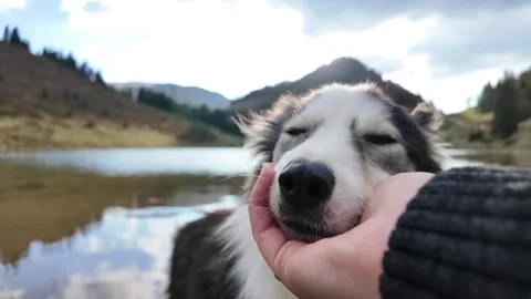 A hand gently petting the calm face of dog. Stock Footage 317630083