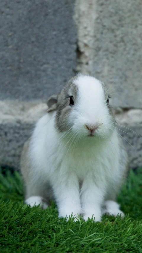 Hand Gently Petting a Cute White and Grey Bunny on Green Grass Stock Footage 339065272