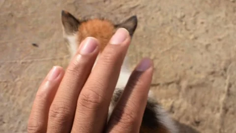 Hand gently petting a small kitten 库存影片 320263219
