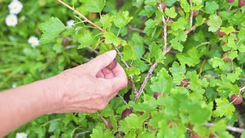 A hand gently picks berries from a bush surrounded by green leaves and flowers Видео 344669916