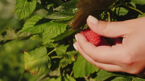 A hand gently picks a raspberry from the bush Stock Footage 284343839