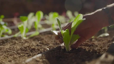 Hand gently places seedling into soil Stock Footage 336903974