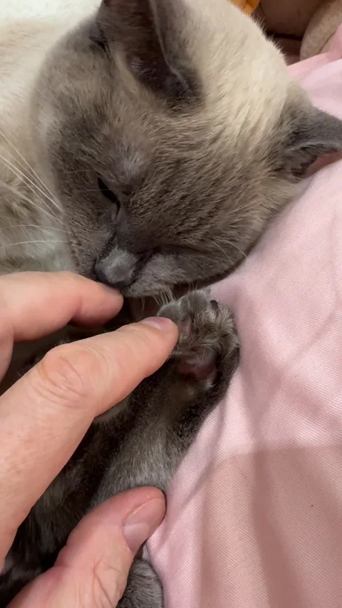 A hand gently scratching a relaxing Thai cat, creating a calm and affectionat Stock Footage 307218847