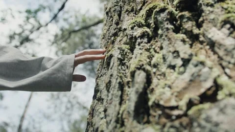 Hand gently sliding on a tree trunk in a forest Stock Footage 303357454