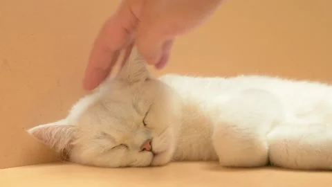 Hand gently strokes a sleeping white British shorthair cat Vídeos de archivo 347102758