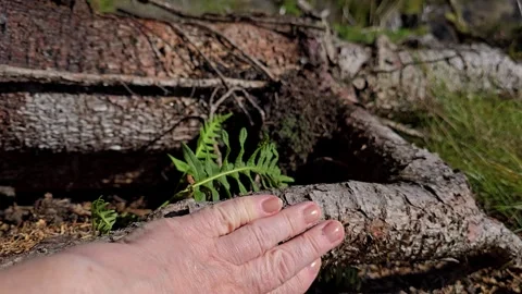 Hand gently stroking ancient tree root near small green fern Stock Footage 344472478