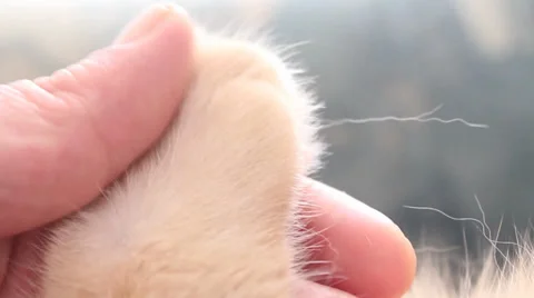 Hand gently stroking a cat Stock Footage 34944134