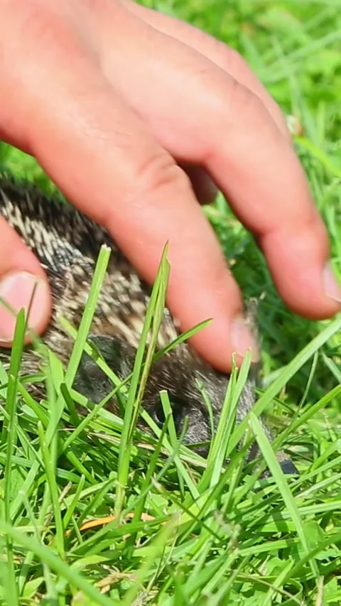 Hand gently stroking small hedgehog on fresh green grass Stock Footage 323600740