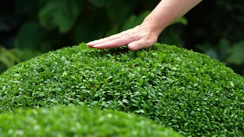 A hand gently tapping freshly trimmed boxwood, 4k slow motion Stock Footage 329112018