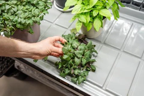 Hand gently touch mint leaves, ready for seasoning or tea. Eco friendly food Stock Photos