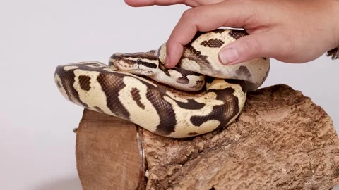 Hand Gently Touches Coiled Ball Python on Log Stock Footage 324844366