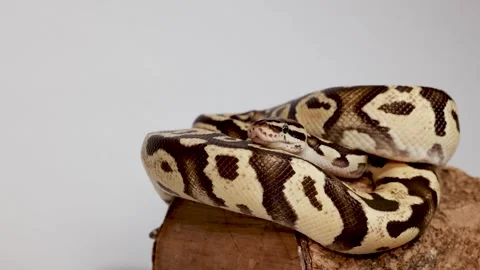 Hand Gently Touches Coiled Ball Python on Wooden Log Video stock 325155195