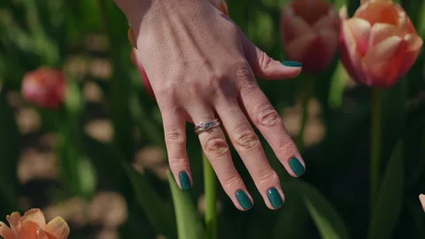 Hand gently touches a vibrant array of colorful tulips blooming beautifully Stock Footage 306841701