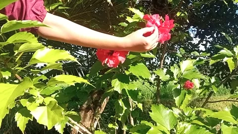 Hand gently touching and inspecting a vibrant red hibiscus flower Stock Footage 313512412