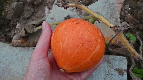 Hand gently touching and rotating a pumpkin 스톡 동영상 346215761