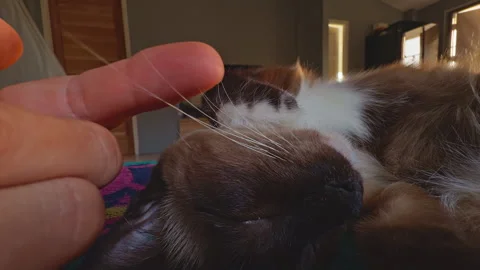 Hand Gently Touching Cat Whiskers While Animal Sleeps On Colorful Blanket In Sof Stock Footage 331917862