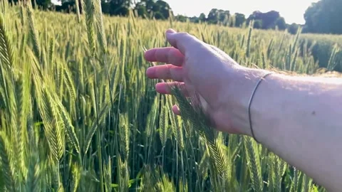 Hand gently touching cereal plants in summer field at golden hour 库存影片 311995996
