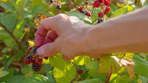 Hand gently touching a cluster of ripening blackberries on a bush Video stock 314721687