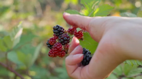 Hand gently touching a cluster of ripening blackberries on a bush Stock Footage 314721746