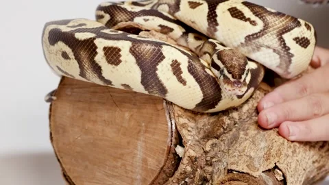 Hand Gently Touching Coiled Ball Python on Log Video stock 324685426