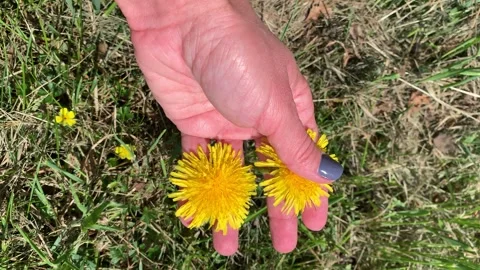 Hand gently touching a dandelion flower in green grass Stock Footage 319769501