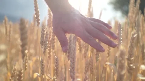 Hand Gently Touching Golden Wheat Stalks in Sunlight Stock Footage 327203016