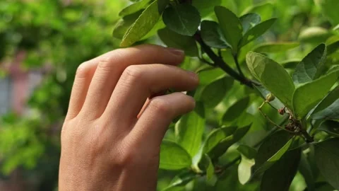 Hand Gently Touching Green Leaves on Bush in Sunlight, Close-up 스톡 동영상 340469895