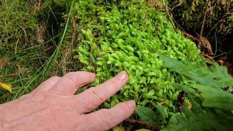 Hand gently touching green moss on an old tree root Stock-Footage 346181790