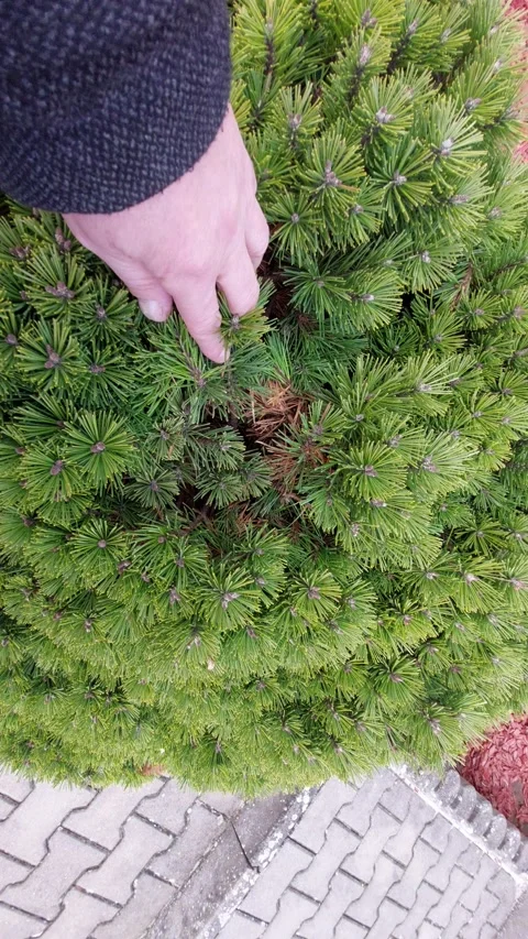 Hand Gently Touching Green Pine Needle Branches of a Conifer Bush Stock Footage 333644217