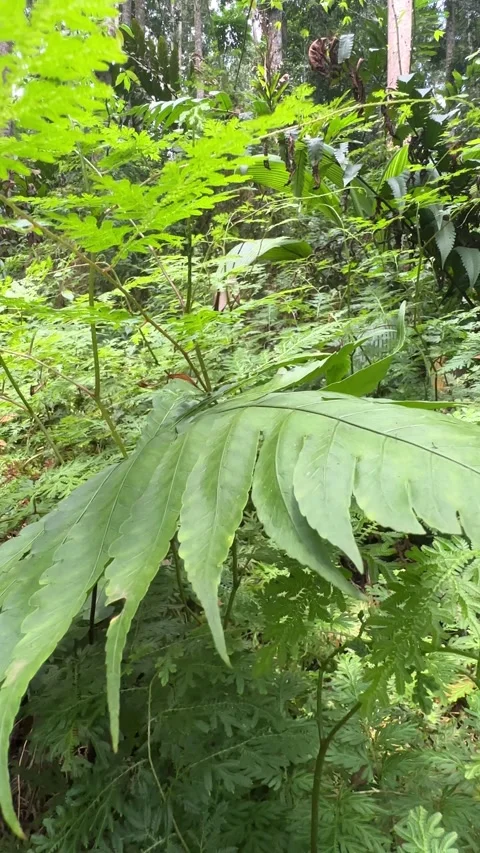Hand Gently Touching Large Green Fern Leaf in Tropical Forest Vertical Shot Stock Footage 324070610