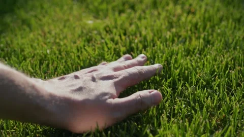 Hand gently touching lush green grass surface on sunny day, close up. Vídeos de archivo 334658006