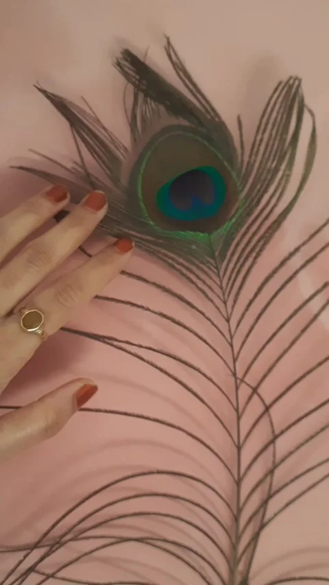 Hand Gently Touching Peacock Feather on Wall – Aesthetic Close-Up Shot Stock Footage 334186146