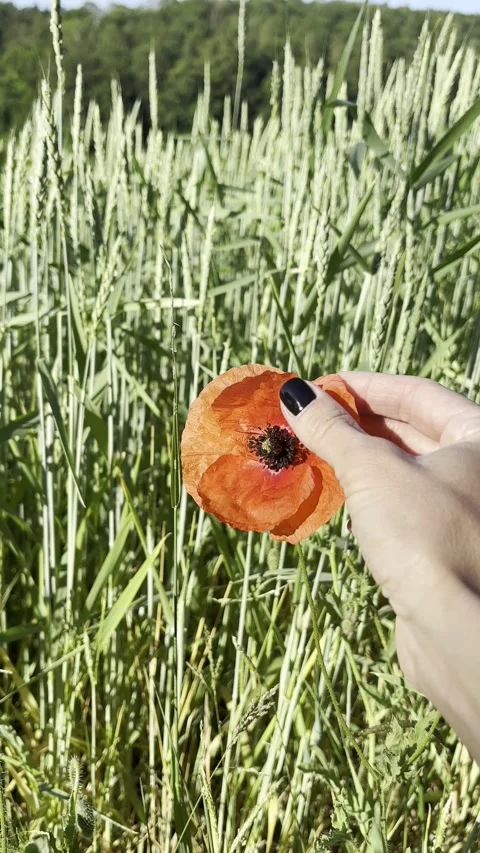 Hand Gently Touching the Petals of a Red Poppy Stock Footage 346100737